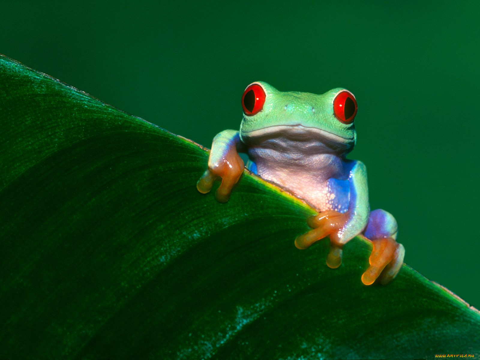 frogs, life, , 
